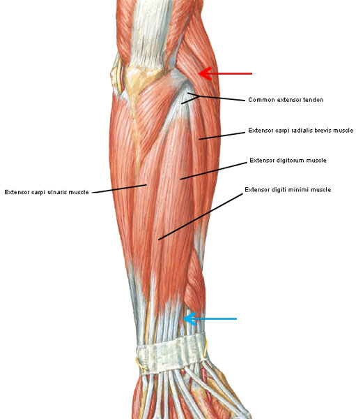 Tendonitis is a very painful condition effecting many areas of the body. Biology Diagrams