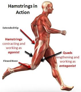 Hamstring strain - Pure Physio Albany NZ